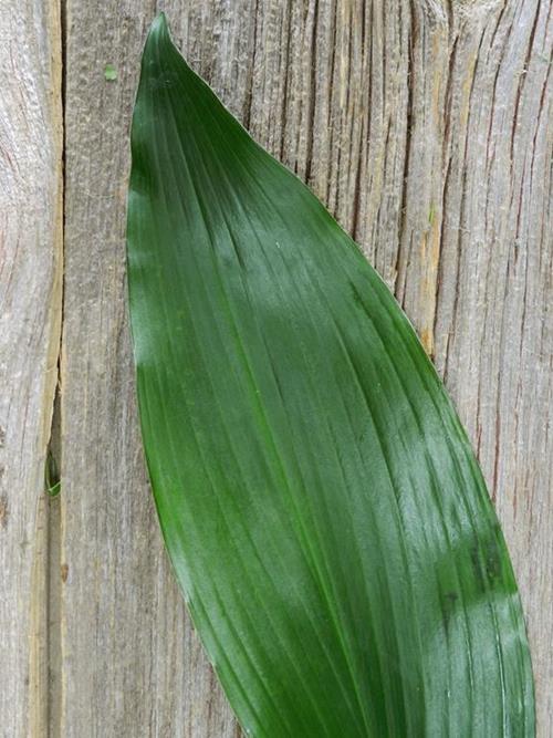 ASPIDISTRA LEAVES  GREENS